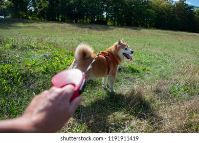 Going Out For A Walk With A Dog, Dog On A Leash, First Person Perspective