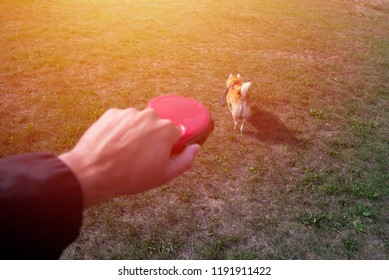 Going Out For A Walk With A Dog, Dog On A Leash, First Person Perspective