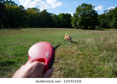 Going Out For A Walk With A Dog, Dog On A Leash, First Person Perspective