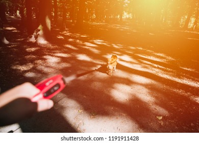 Going Out For A Walk With A Dog, Dog On A Leash, First Person Perspective