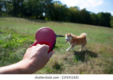 Going Out For A Walk With A Dog, Dog On A Leash, First Person Perspective