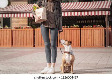 Going To Shop For Food With Trained Dog. Young Pretty Woman With Pitbull Terrier Puppy Holds Paper Bag Of Groceries In Front Of Market Place Or Vegetable Store.