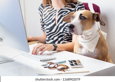 Going to work with pets concept: cute dog with female owner in front of a desktop computer in office. Staffordshire terrier sits in office chair at a modern working place.