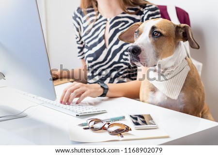 Going to work with pets concept: cute dog with female owner in front of a desktop computer in office. Staffordshire terrier sits in office chair at a modern working place.