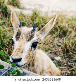 The Goitered Gazelle baby, known as a fawn, is an adorable miniature version of its adult counterpart, characterized by its soft, sandy-colored fur and large, curious eyes. Born precocial, these young