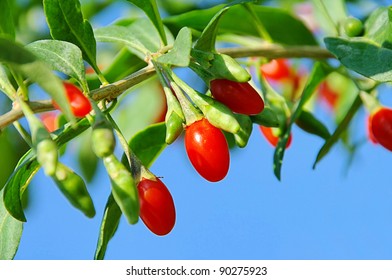 Goji Berry