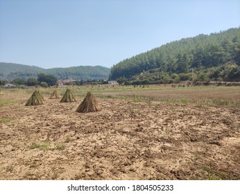 Gokova Sesame Fields In Harvest