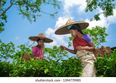 GOLAGHAT, ASSAM, INDIA - APRIL 18, 2007 : Women Tea Picker Of Assam Tea Garden In Lowland Of Brahmaputra River Valley.