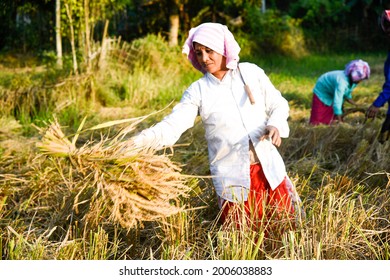 1,022 Lady planting rice plants paddy field Images, Stock Photos ...