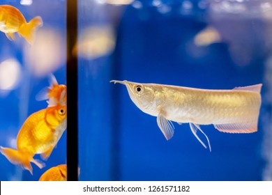 arowana petsmart