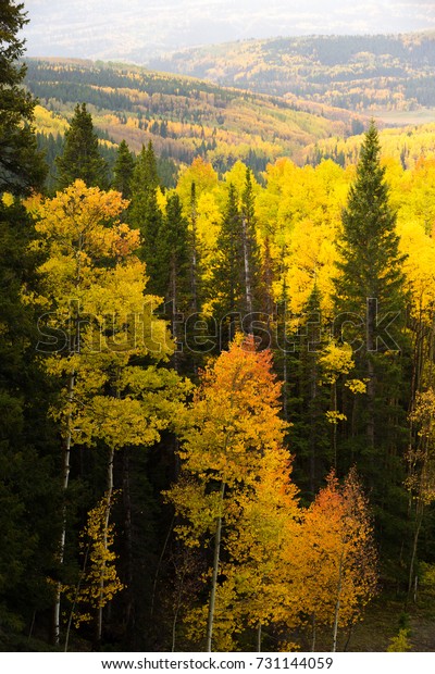 Gold Aspen Trees Peak Fall Foliage Stock Photo Edit Now 731144059