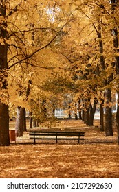 Gold Autumn In The Old Park , Since Time Of USSR