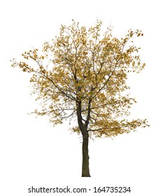 Gold Autumn Tree Isolated On White Background