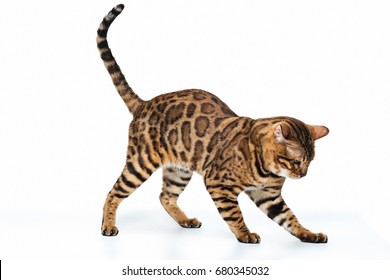 Chat Du Bengale Images Stock Photos Vectors Shutterstock