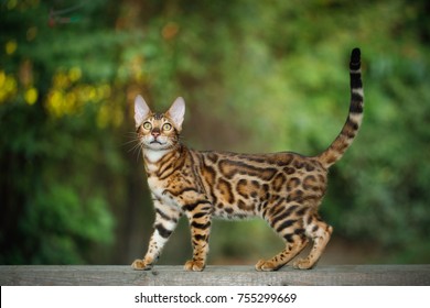 Gold Bengal Cat Walk on plank outdoor, side view, nature green background