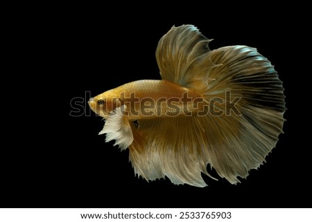 Gold betta fish, fighting fish, Siamese fighting fish isolated on black background