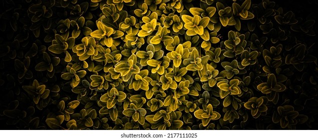 Gold Boxwood Twigs With Visible Details. Background Or Texture