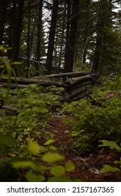 GOLD BRIDGE, CANADA - Jul 02, 2020: The path to a lone destroyed house in the middle of nowhere  The bushes have overgrown,