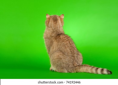 Gold British Female Cat On Light Stock Photo 74192446 | Shutterstock