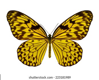 Gold Butterfly Flying Isolated On White Background.