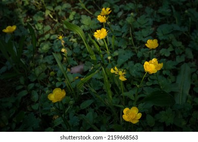 5,172 Gold flower buttons Images, Stock Photos & Vectors | Shutterstock