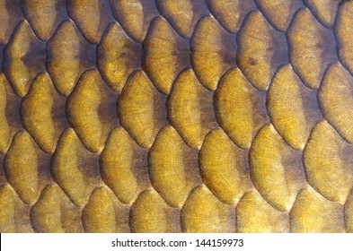 Gold Carp Scales Close-up