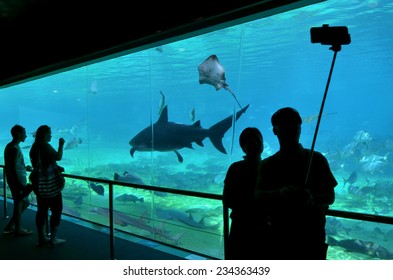 GOLD COAST, AUS - NOV 11 2014:Visitors Take Selfie Photo With Sharks In Sea World .Over 1 Million Selfies Are Taken Each Day. Instagram Has Over 53 Million Photos Tagged With The Hash Tag #selfie.