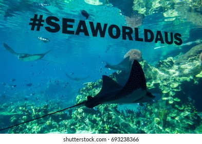 Gold Coast, Australia - July 11, 2017: stingray in one of th aquariums at Sea World in Main Beach on the Gold Coast, a popular tourist attraction.
