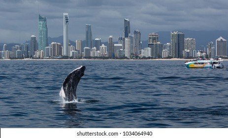 352 Gold coast whale Images, Stock Photos & Vectors | Shutterstock