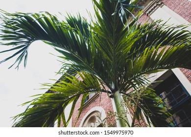 Gold Coast Chicago Palm Tree