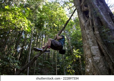 GOLD COAST - OCT 06 2014:Man Climb On Springbrook Leatherwood Tree In Springbrook National Park In Queensland Australia.It Is A Rare Rainforest 30m Tall Tree, Discovered Only In 1994 By David Jinks.