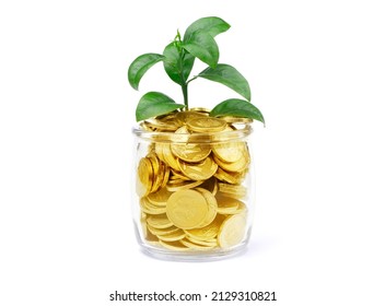 Gold coins in a glass jar isolated on a white background. Money in a pot. A growing tree in money. Investing in nature