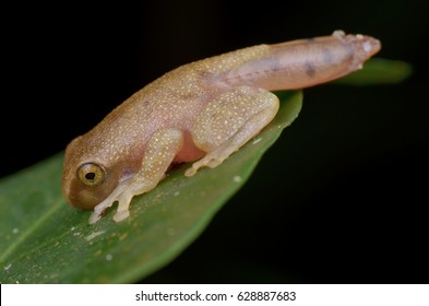 Gold Color Froglet On Green Leaf