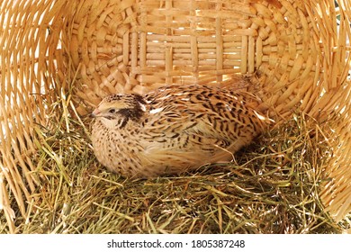 Japanese Quail Images Stock Photos Vectors Shutterstock