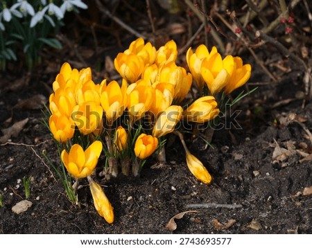Gold - Crocuses, crocus flavus, Spring flowers, Easter