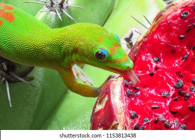 Gold dust day gecko licking the juicy red fruit of a green cactus at Moir Gardens, Kauai, Hawaii