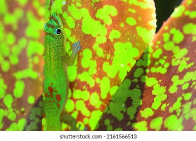 A Gold Dust Day Gecko (Phelsuma Laticauda) Searches For Food In The Hawaiian Foliage Near Waikiki Beach.