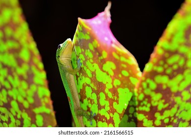 A Gold Dust Day Gecko (Phelsuma Laticauda) Searches For Food In The Hawaiian Foliage Near Waikiki Beach.