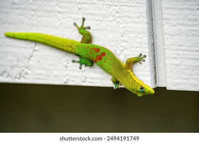 Gold Dust Day Gecko (Phelsuma laticauda) on the wall of a house.