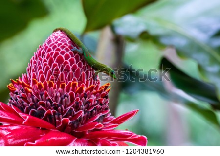 Gold dust day gecko (phelsuma laticauda) on vivid red torch ginger blossom (etlingera elatior), in Hawaiian Big Island's Akaka Falls State park.