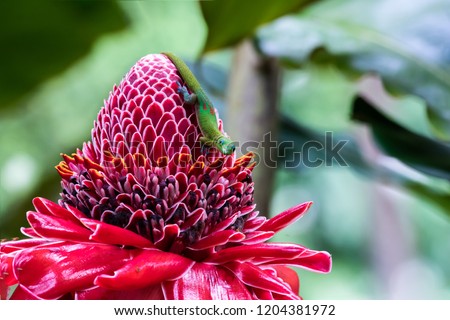 Gold dust day gecko (phelsuma laticauda) on vivid red torch ginger blossom (etlingera elatior), in Hawaiian Big Island's Akaka Falls State park. 