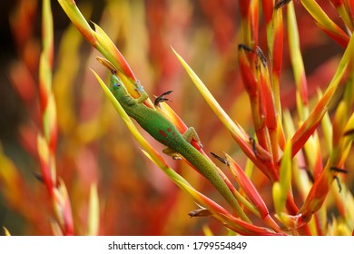 Gold Dust Day Gecko Tongue On Leaf