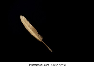 Gold Feather On A Black Background