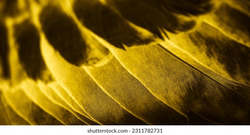 gold feather pigeon macro photo. texture or background - Shutterstock ID 2311782731