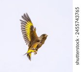 gold finch perching on pine tree branch