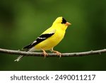 A Gold finch sitting on a branch