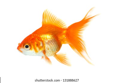 Gold Fish