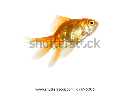 Gold fish