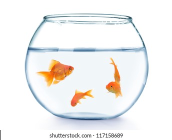 Gold fish in aquarium on a white background - Powered by Shutterstock