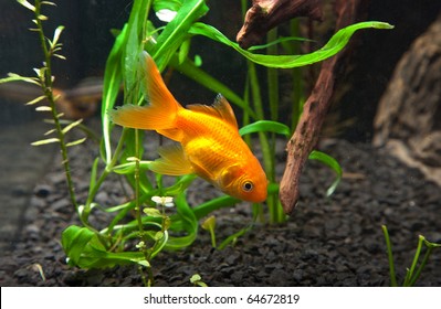 Gold Fish In Aquarium On A White Background